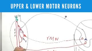 signs of upper motor neuron lesions [upl. by Janice]