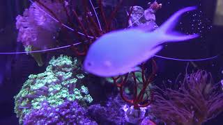 Marine Fish Tank 4K one hour [upl. by Grose191]