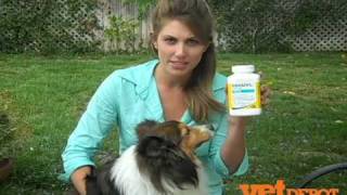 Rimadyl for Dogs  Pet Medications [upl. by Miller127]