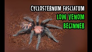 Cyclosternum fasciatum ready stock 2019 [upl. by Aneeg565]