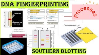 DNA FINGERPRINTING PROCESS [upl. by Latsirhc]