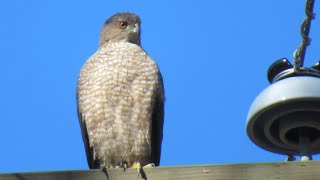 Coopers Hawk Call  Amazing Bird of Prey Sounds [upl. by Solotsopa]