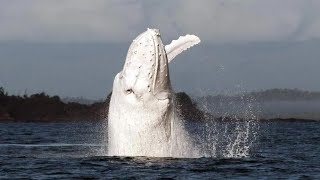 15 Incredible WHALE Species That Actually Exist [upl. by Mook]