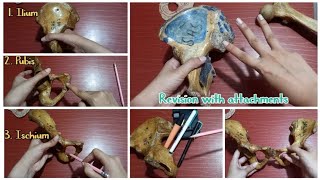 HIP BONE OSTEOLOGY [upl. by Kwan]