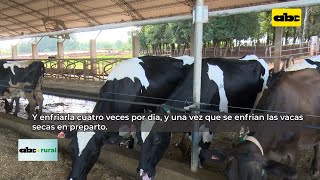 Como enfriar a las vacas lecheras para lograr mayor producción [upl. by Kalagher]