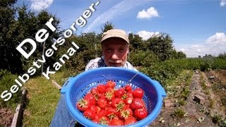 Gesunde Erdbeeren aus dem eigenen Garten ernten [upl. by Hcardahs363]