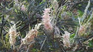 Little Wattlebird Hervey Bay Qld [upl. by Calvin]