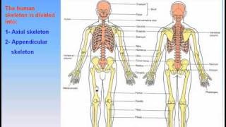 06The Skeleton1Parts of The Skeleton Anatomy Intro Dr Ahmed Kamal [upl. by Artemla251]