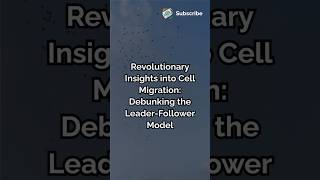 Revolutionary Insights into Cell Migration Debunking the Leader Follower Model science ytshorts [upl. by Leugim192]