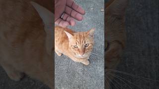 Orange stray cat cat orangecat stray [upl. by Trebo822]