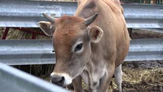 Raising Cows  The Basics Fencing Weight Goal Vaccinations and more [upl. by Cathyleen]