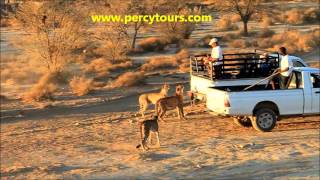 Cheetahs running at a Safari park with Percy Tours Hermanus [upl. by Neelrak539]