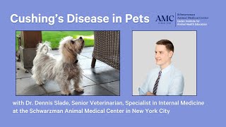 Cushings Disease in Dogs and Cats [upl. by Ahsatsana]