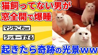 【2ch動物スレ】猫が多い地域で一晩中、窓全開にした結果ｗｗｗｗｗ [upl. by Torrance]