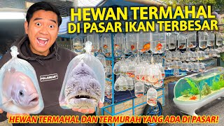 HEWAN TERMAHAL YANG ADA DI PASAR IKAN TERBESAR BANDUNG AKHIRNYA AKU MENEMUKANNYA [upl. by Elrod]