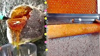 MOST AMAZING HONEYCOMB UNCAPPINGOddly Satisfying ASMR [upl. by Nylsirhc65]