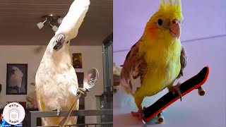 Funny Viral Birds Make Your Weekend Happier 🐦😂 Parrot Talking Compilation [upl. by Einna477]