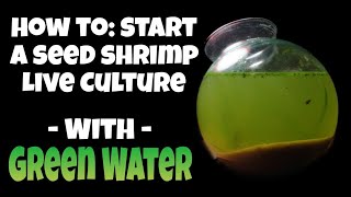 how to Start a Green Water Ostracod Culture  Seed Shrimp as Pets  Jar Aquarium Setup amp Discussion [upl. by Aihtnis915]