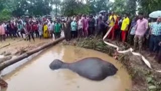 ELEFANT IN DER FALLE Stundenlanger Kampf ums Überleben [upl. by Evita]