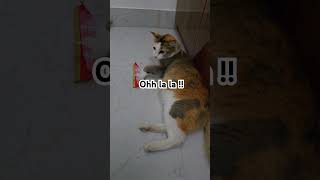 Cats playing calico cats catshorts subcribe [upl. by Dionne304]