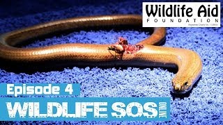 Wildlife SOS Online  Episode 4 [upl. by Kcirdahs]