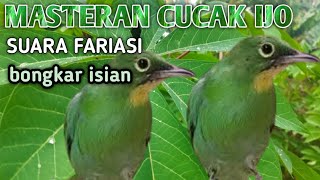 MASTERAN CUCAK IJO GACOR SUARA FARIASI NEMBAK KASAR COCOK UNTUK DONGKRAK BIRAHI ISIAN MEWAH [upl. by Ladnor]