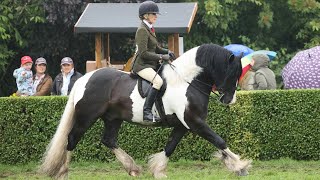 Great Yorkshire Show 2024 Ridden Coloured Champion Monivea Black Magic [upl. by Elleinwad]