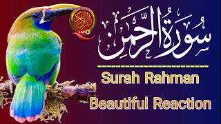 Surah Rahman  Beautiful Recitation  سورہ رحمٰن55  Sheikh Mishary Al Afasy [upl. by Redford365]