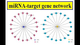 miRNA target gene network [upl. by Edwin]