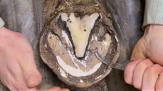 Horse Hoof Cleaning and Trimming  What You Need to Know [upl. by Aicilaf347]