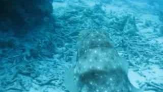 Moray Eel V Cuttle Fish [upl. by Mag]