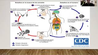 LEISHMANIASIS  Generalidades y ciclo [upl. by Colene]