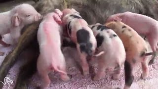 Dog Adopts A Whole Litter Of Abandoned Piglets [upl. by Lavery]