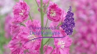 Dowdeswells Delphiniums Tips for getting the best out of your first flowering [upl. by Siberson]