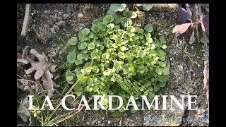 La Cardamine plante sauvage comestible riche en vitamines A et C [upl. by Sanborn]