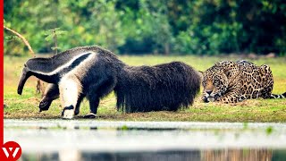 Look What Happened When This Jaguar Attacked Anteater [upl. by Frederic]