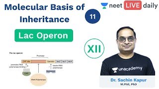 Molecular Basis of Inheritance  L 11  Lac Operon  Unacademy NEET  Biology  Sachin Sir [upl. by Ahsenom10]