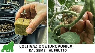 Come coltivare in idroponica ciclo completo dalla germinazione alla raccolta TUTORIAL [upl. by Oirtemed215]