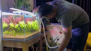 Plant aquarium maintenance video [upl. by Chemesh892]