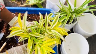 Indoor plant setting ideas  easy maintenance indoor plant settings  gardening Malayalam [upl. by Nerehs716]