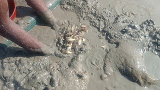 See how native tengra fish are caught from rivers how tengra fish are taken out of mud pitfishing [upl. by Nosrac]