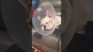 Feeling Sorry for Myself 😔 frenchbulldog coneofshame [upl. by Keefe]