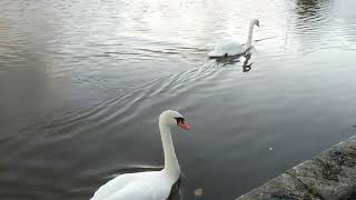 Swans and sunset at Christchurch QuayRiver Stour Dorset England 221024 [upl. by Siari456]