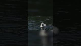 🦢Gran tamaño🐣 especies animales animals fauna cisne tedoyeldato [upl. by Nesmat]