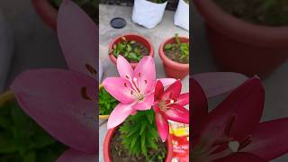 Lilium🤗meeshoseeds winterfloweringplant winterflower shorts viral [upl. by Jelks760]