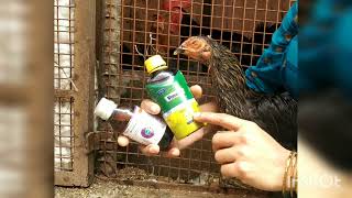 Coryza treatment for hens [upl. by Karilla]