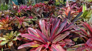 Magical Tropical Bromeliad Garden ✨️ [upl. by Thistle575]