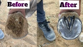 Hoof satisfying asmr horse farrier [upl. by Maddalena]