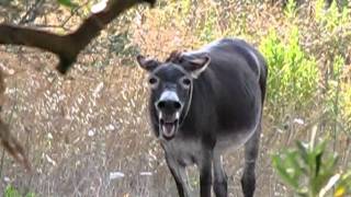 Donkey laugh [upl. by Man]