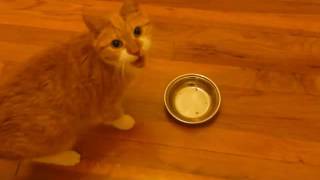 Delectables Lickable Cat Treats [upl. by Kerri]